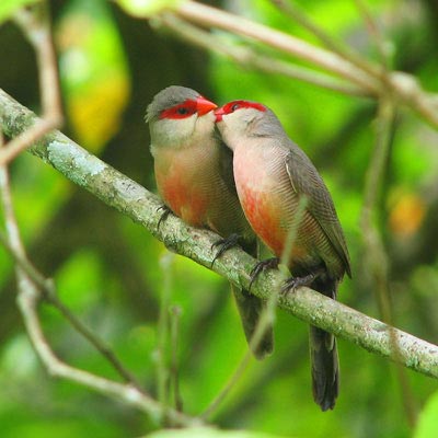 Labiq: Solusi Penuh untuk Kebutuhan Pakan Burung di Cilacap